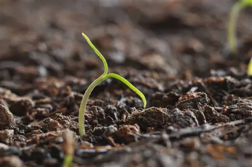 chili sprouts