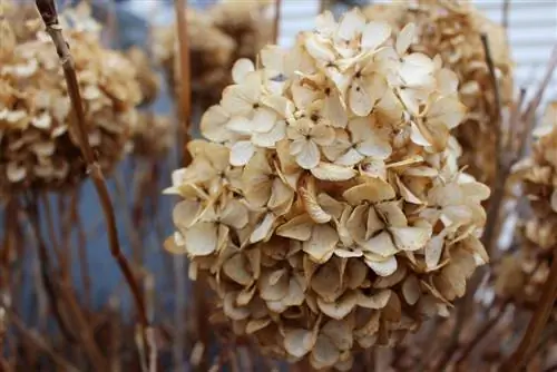 mengikat hydrangea menjadi satu