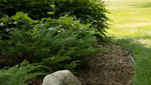 tonte de l'herbe sous une haie