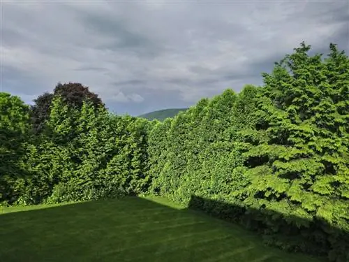 Planting fir trees as a hedge: Is that really possible?