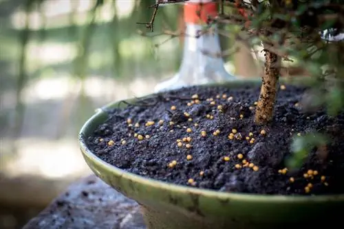 bonsai gübrəsi