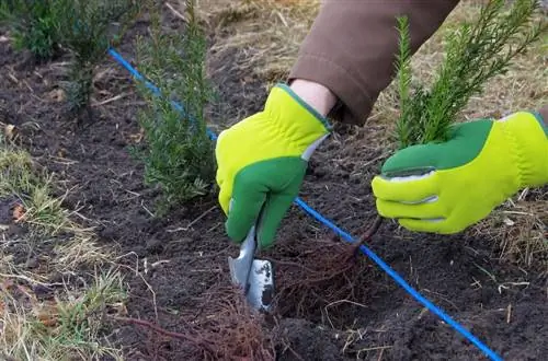 Plant 'n heining: Wanneer is die beste tyd van die jaar daarvoor?