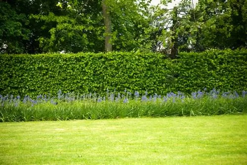 Tanca o tanca de jardí: ajuda per a la presa de decisions per als jardiners aficionats