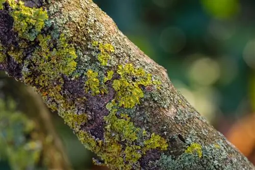 Lichen infestation on trees is harmful