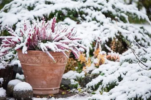 Flores durante o inverno: como proteger suas plantas no inverno