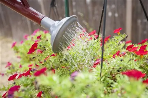 à quelle fréquence arroser les fleurs