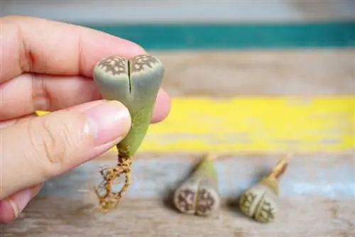 Propagating cacti: This is how you can root offshoots