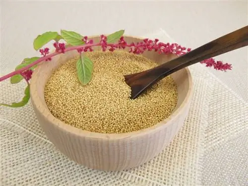 kuosha amaranth