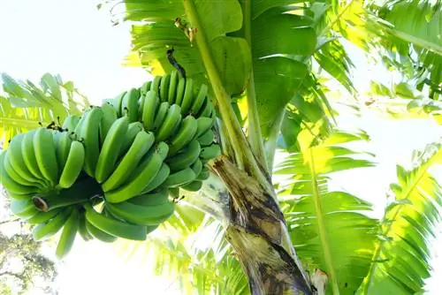 Culture de la banane : comment prospèrent les fruits avides de soleil