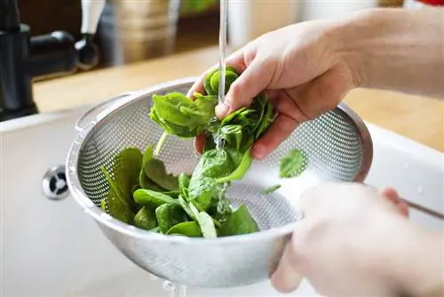 Basilicum wassen: de beste tips voor een optimale smaak