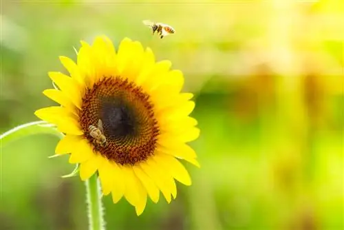 Asentar las abejas es fácil: plantas, lugares para anidar y más