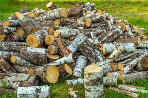 birch wood drying