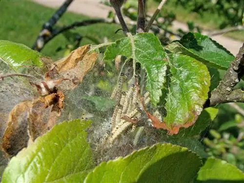 Sib ntaus apple web moth: Biological method & tips