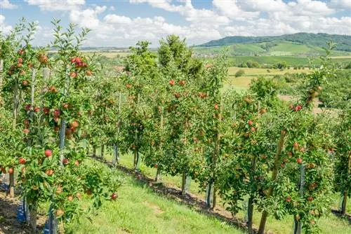 crear un huerto de manzanas