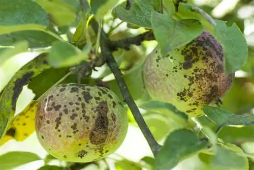 luchando contra la sarna de la manzana