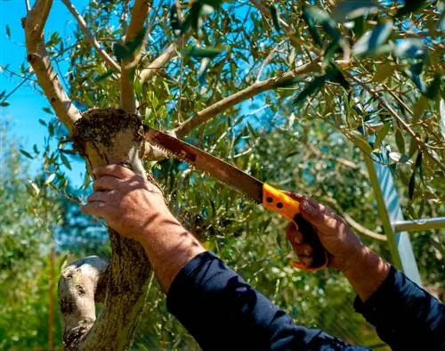 branch cutting