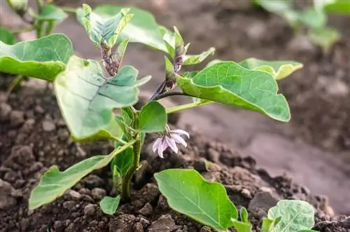 fertilizzante per melanzane