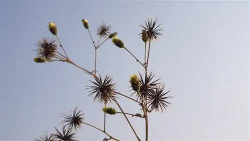 bidens- overwintering