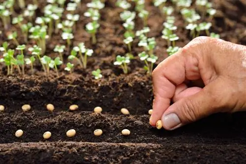 Je eigen planten kweken: voordelen en instructies