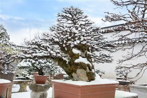 Bonsai overwintering: tswv yim rau cov nroj tsuag sab nraum zoov thiab sab hauv tsev