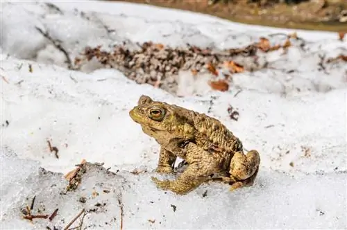 common toad hibernating