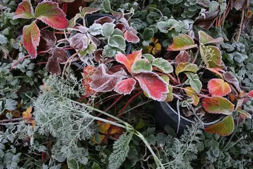 Cesta suspensa de morango durante o inverno