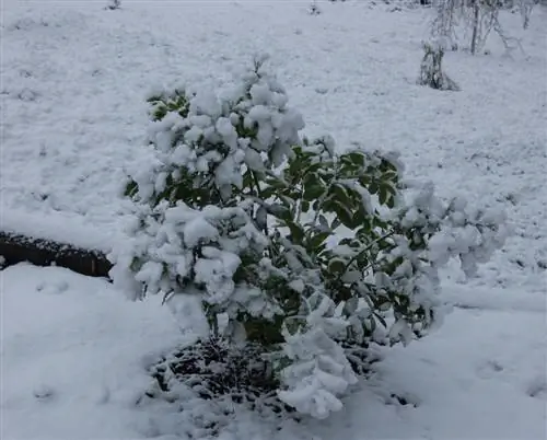 মশলাদার লরেল overwintering