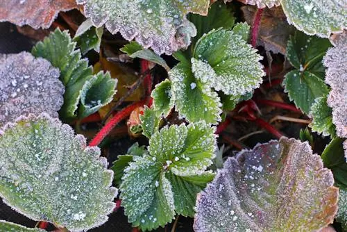 Dai strawberries overwinter