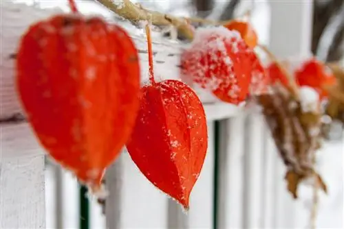 Matagumpay na nagpapalipas ng taglamig na mga bulaklak ng parol: mga tip para sa mga kama at kaldero