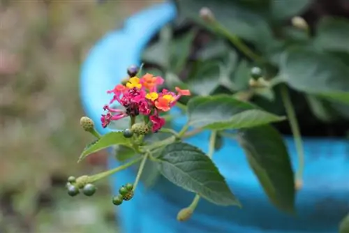 lantana hivernant