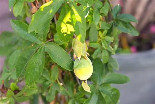 Hivernage des fruits de la passion