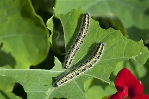 Mga uod ng Nasturtium