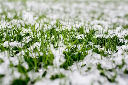 Entretien de la pelouse en automne : voici comment votre pelouse survit à l'hiver