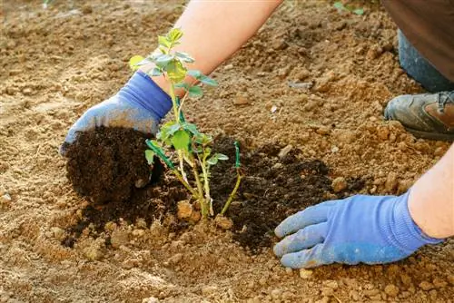 Hiverner les boutures de rosiers à l'abri du gel : trucs et astuces