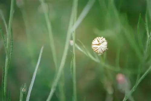 manalo ng daisy seeds