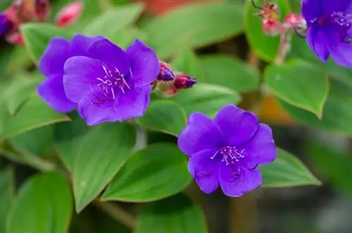 tibouchina-overwintering