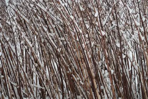 Jerusalem artichoke overwintering