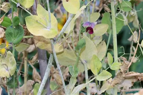 গুঁড়া মটরশুটি