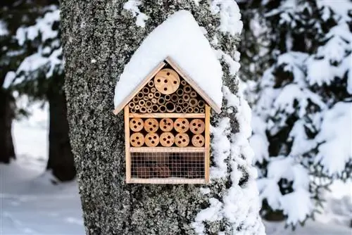 Ondersteuning van de overwintering van wilde bijen: praktische tips