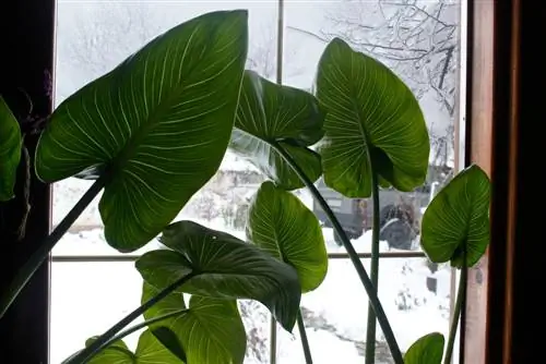 Overwintering Zantedeschia: Qhov no yog li cas kev saib xyuas lub caij ntuj no ua tiav