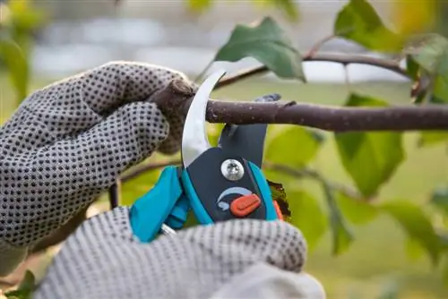 Memotong dahan: 3 petua mudah untuk pertumbuhan pokok yang sihat