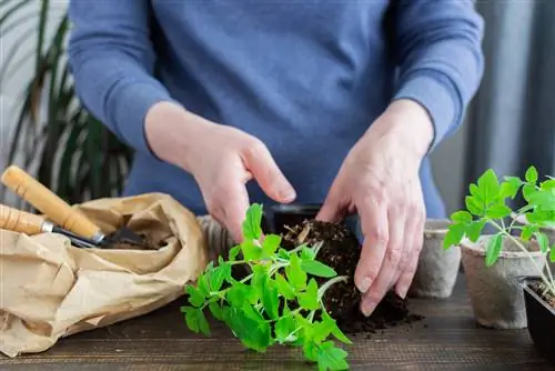 sowing-pricking out