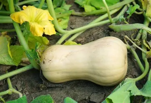 Raccolta della zucca butternut: come riconoscere la perfetta maturazione?