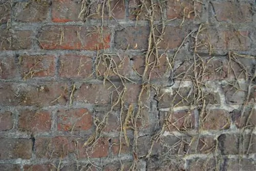 remove ivy residue