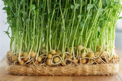 Petits pois en germination : étape par étape vers des pousses fraîches