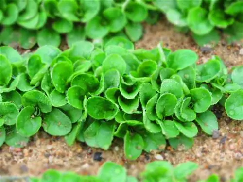 Fertilize lamb's lettuce