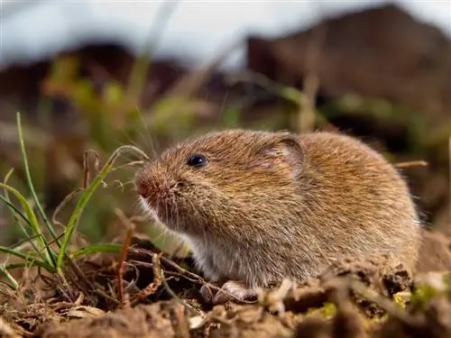 field mouse o vole