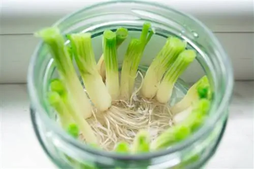 Planting spring onions: This is how they thrive optimally