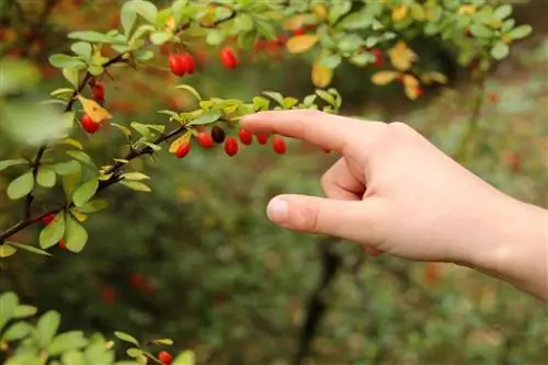 barberry-poisonous