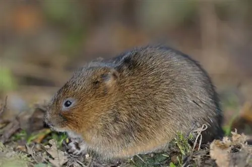 vole size